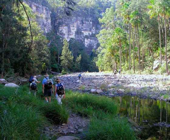 Early morning enjoyment, wandering up Carnarvon Gorge full of anticipation  and far from any urban spoil -joys of the Australian bush