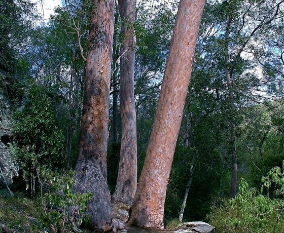 Australian trees are distinct for their variety of bark, leaves, flowers and ability to survive flood. fire and drought, their evolution from Gondwana times when Australia was connected to Antarctica