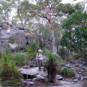 Tour guide walking through the Australian Bush on our Uniquely Australia Land of Contrasts Tour