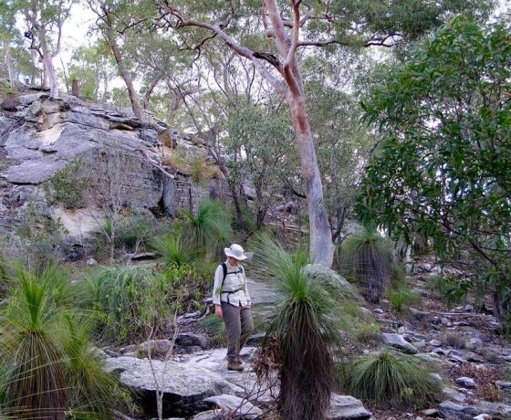 The Central Highlands of Queensland provide delightful walking opportunities in an iconic Australian bush setting.