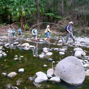 Group of walkers rock hopping their way across Carnarvon Creek crossings, a daily adventure on our Uniquely Australia Land of Contrasts Tour