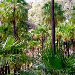 Palm trees in Carnarvon Gorge, Queensland Outback to Reef Tour