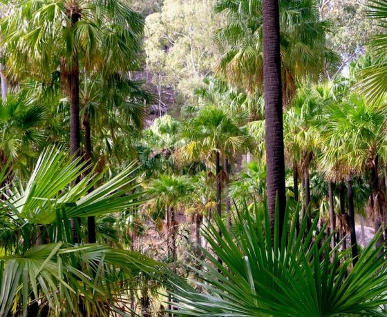 The palms of Carnarvon Gorge create an idyllic walking environment, an oasis retreat in an otherwise dry inland 