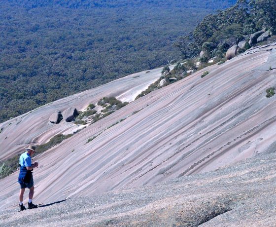 Exploring the colour stained slopes of Bald Rock will reveal a wealth of life from reptiles to hidden gardens, rock orchids and ferns and a spectacular showing of mosses and lichens 