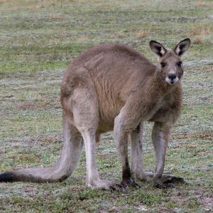 Alpha Male Eastern Grey Kangaroo on Great Divide Tour