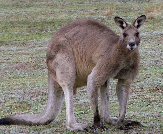 Alpha male to one of many families of Eastern Grey Kangaroos which live and graze around the lodges and National Park of Girraween.