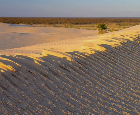 The wind crested face of a Lake Mungo dune edging its way into the Mallee Woodland beyond, a perfect place to witness a glorious outback sunrise 