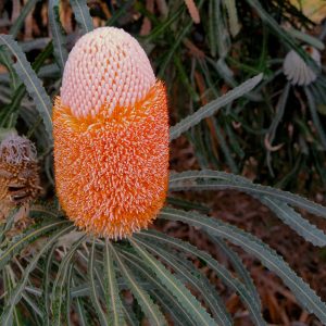 Pink and Orange Banksia seen on the Big Rivers Outback NSW Tour