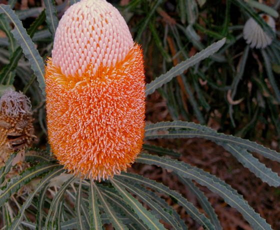 A showpiece Hooker's Banksia in pink and bright orange seen along the Murray River, originally of WA 