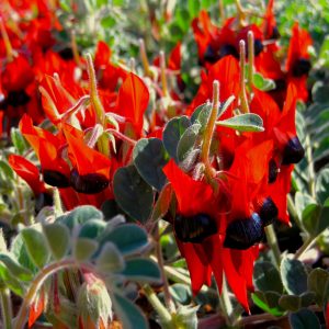 Brilliant red showing of the Sturt Desert Pea on the Corner Country Outback Tour