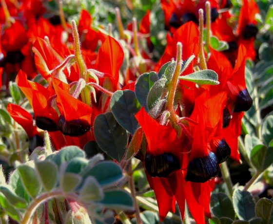 1115 species of Pea Family wildflowers grow in Australia, this one the Sturt Desert Pea offering a prolific showing in the dry desert heartlands