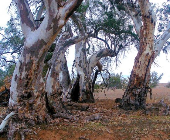 Magnificent River Red Gums are located along the Flinders Ranges dry water courses, where occasionally flood waters flow