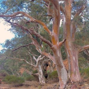 Salmon bark of Eucalyptus Trees on Flinders Ranges and Red Centre Tour