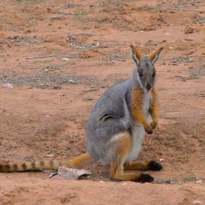 Yellow-footed Rock-Wallaby on our Flinders Ranges Tour