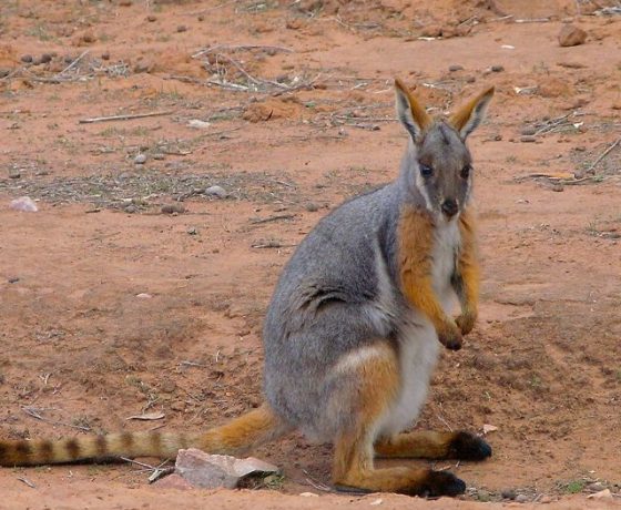 One of the most delightful encounters of a Yellow-footed Rock-Wallaby or Ring-tailed Wallaby an agile species frequenting rough terrain and rocky outcrops