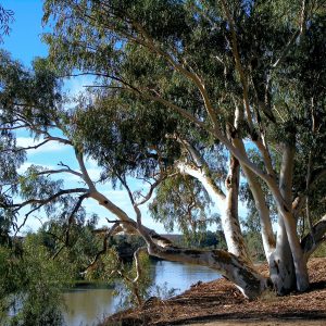Large River Red Gum on the banks of Cooper Creek, visited on the Corner Country Outback Tour