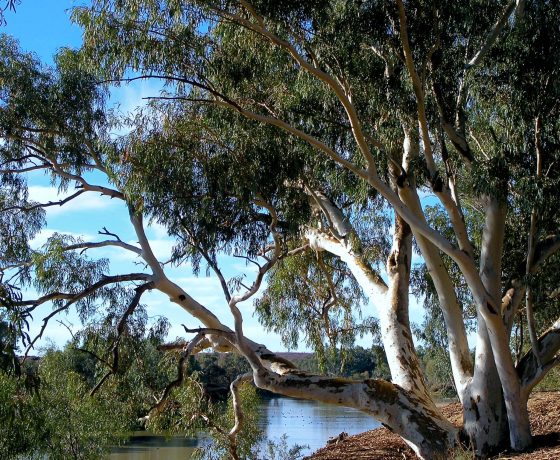 Magnificent River Red Gums line the legendary Cooper Creek, a pristine wild river where early exploration ended in tragedy for the Burke and Wills expedition of 1860-61