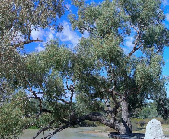 Part of Australia's history and exploration legend, the Dig Tree on Cooper Creek which featured critically  in the tragic Burke and Wills Expedition of 1860-61