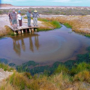Mound Spring bubbling from the desert on our Lake Eyre Tour