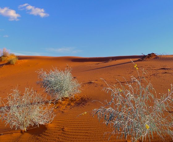 Cane Grass bushes occupy the sand ridges of Strzelecki and Simpson Deserts, searching deep for moisture