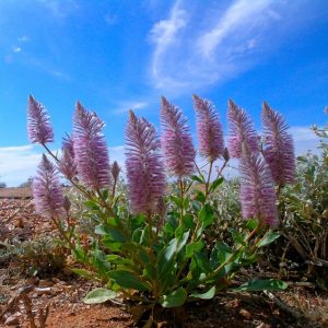Mulla Mulla blooms on Flinders Ranges, lake Eyre, Red Centre Tour