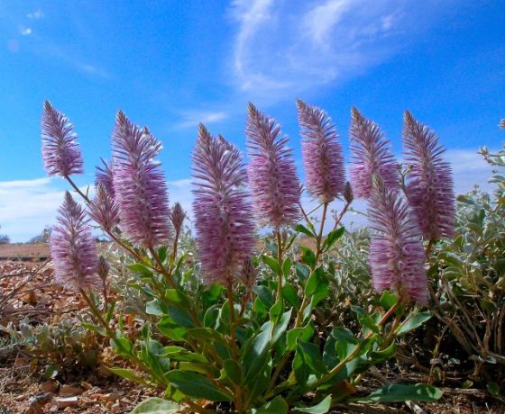 The stony desert bloom of Mulla Mullas  or Lambs Tails are said to provide an essence ideal for spiritual healing as some commercial enterprises would have you believe. 