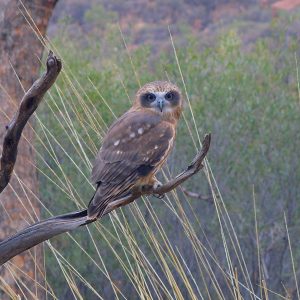 Southern Boobook Owl calling at night on the Australia World Heritage Gondwana Tour
