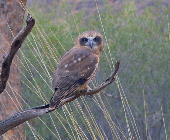 The Southern Boobook Owl is a common inhabitant of open eucalypt forests and woodlands detected primarily at night given its repetitive melodic double hoot calls