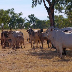 Daytime Brahman cattle camp on our Queensland Outback to Reef Tour