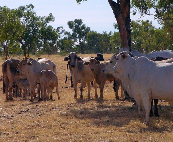 No inland journey is complete without the sight of Brahman families grazing freely in the open woodlands, a typically relaxed pastoral scene