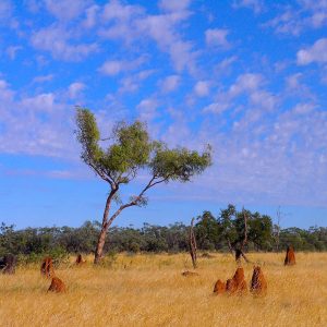 Anthills of the northern woodlands on our Queensland Outback to Reef Tour