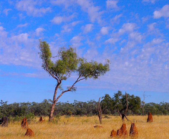 The Queensland inland pastoral grazing country is dotted with ant hills and termite mounds, nature's engineering masterpieces  