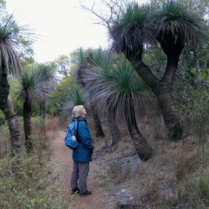 Grass Trees higher than our guide on Australia World Heritage Gondwana Tour