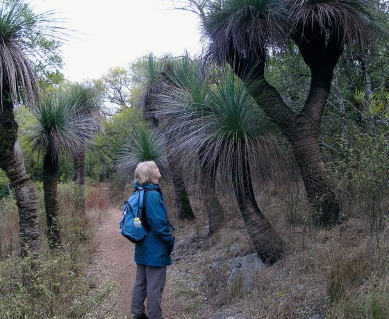 A stand of giant Grass Trees endemic to Australia may be dated hundreds of years old given they are one of the slowest growers in the Australian bush