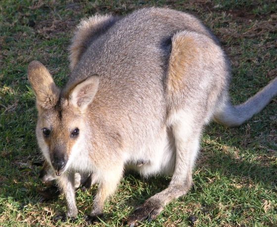 Smaller than Kangaroos and asleep by day in dense forest vegetation, at night the Red-necked Wallaby emerges along well defined runways to their feeding grounds