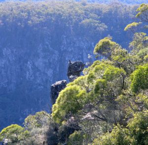 Peregrin Falcon over Dangars Gorge Australian world heritage Gondwana Tour