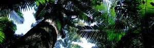 Palms in the rainforest canopy, image from a Nature Bound Australia Tour