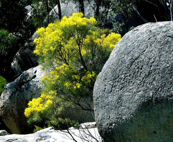 Australia's floral emblem the golden wattle having 750 species across Australia brings screens of colour to the bush in season and a powerful reminder to Australians, they are home.