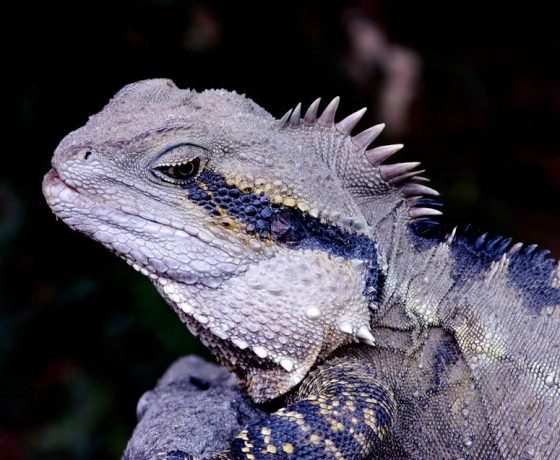 Motionless while sunning itself on a creekside rock, the warrior look of the Eastern Water Dragon is stunning. If threatened, the flight to safety in water or debris is blistering