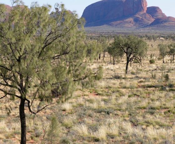 Desert Oaks and spinifex line the  landscape leading up to the impressive domes of Kata Tjuta  (The Olgas) some of which are higher than the much promoted Uluru located nearby