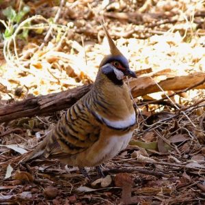 Spinifex Pigeon in our Red Centre Tour