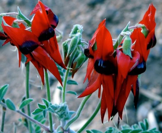1115 species of Pea Family wildflowers grow in Australia, this one the Sturt's Desert Pea offering a prolific showing in the dry desert heartlands