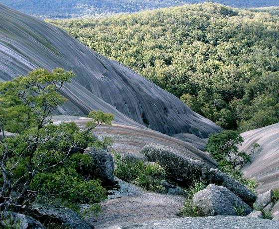 Water run-off and nutrients maintain life in the hidden gardens, crevices and slopes of Bald Rock, the largest granite monolith in the Southern Hemisphere 