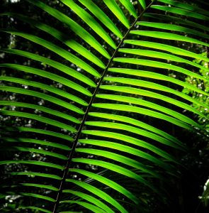 Back lit rainforest palm frond.