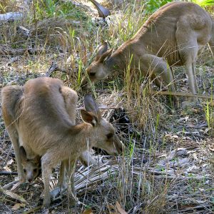 Grey Kangaroo Family grazing in Carnarvon Gorge, connection with nature on the Unquiely Australia Land of Contrasts Tour