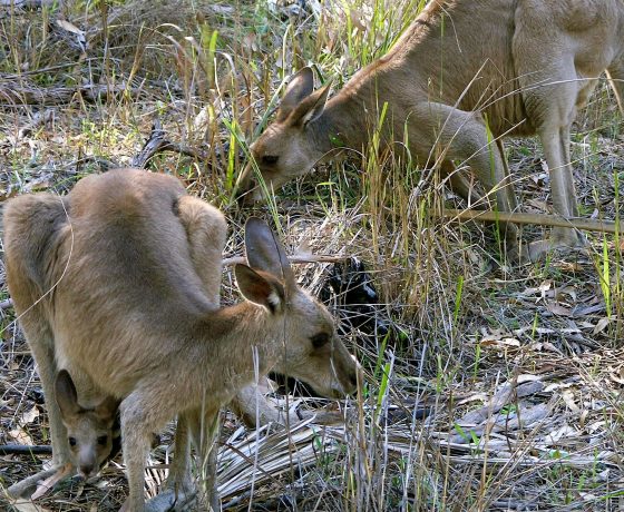 Mum, Dad and baby Joey. This Grey Kangaroo Family graze unconcerned beside the walking trail winding through Carnarvon Gorge - your moment to connect with nature