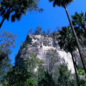 Sandstone Bluff and Cabbage Tree Palms Carnarvon Gorge Uniquely Australia Land of Contrasts Tour