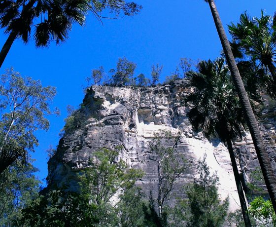 Towering sandstone bluffs rise out of an idyllic palm filled oasis, rich in ancient plant species, prolific bird and wildlife activity 