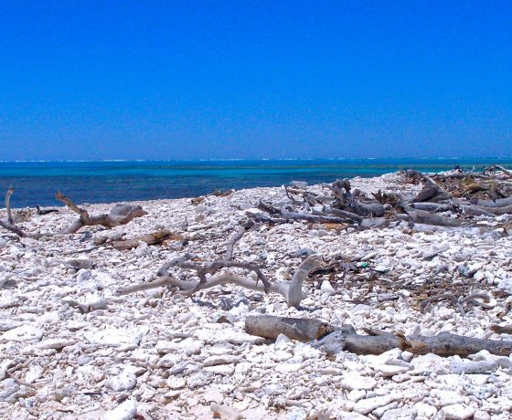 A true coral cay, the world heritage Lady Musgrave Island sits on the edge of a pristine coral reef and a "heavenly" lagoon enabling guests to snorkel with marine life and later wander through a seabird rookery