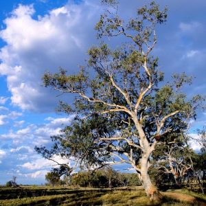Gum tree against a clouded sky on our Queensland Outback to Reef Tour